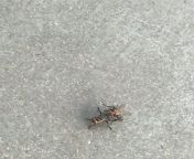 A Flesh Fly couple caught in the act from nude couple caught