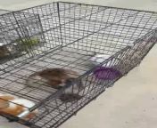 Pet breeders in Brunei from 3gp xvideo brunei papar sabahyd hostel