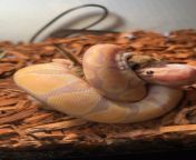 So question I fed my 7 month old a meal twice the size they were giving her from dynasty reptiles and she ate it with ease and loved being handles a couple days after should I keep feeding her this bigger meal since she feed easily and left no bulge in he from reptiles mating