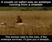 NSFW - A couple makes bet on safari... from honeymoon couple makes