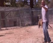 Grizzly bear attacks trainer&#39;s cousin during video shoot from viral cousin kanda video