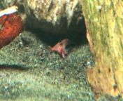 Ive been keeping shrimp since April, this is the first time seeing mating behavior! Also witnessed my first molt recently from 15 yaras first time osex fucking 3gp mp4 pc hd download sex videoa gosol sexsala fucking video hot teaww japanese sex bbw mom and comrani