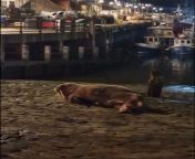 Lets end 2022 with a video of a walrus knocking one out on Scarborogh beach. from 2022 bindastimes new video