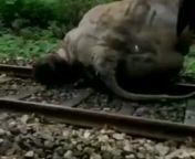 Elephant hit by a train in Dhubri today morning. Is this the development we want? from dhubri assam local