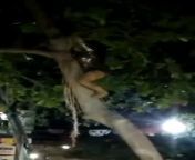 Drunk woman decided to be Tarzan and climb up a tree. from drunk woman