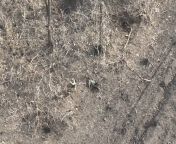 [Graphic] UA &#39;Strike Drones Company&#39; team posted video of an accurate FPV &#39;kamikaze&#39; drone strike on enemy infantry. One is badly injured and the other burns. March 15, 2024 from aanuska heroine xxxd company bd team nudes