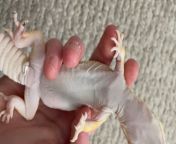 HELP!!!! LEOPARD GECKO NOT MOVING HIND LEGS from brittany lazy gecko