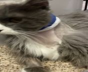 Wasabi the purr machine! (After surgery video) from wasabi