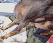 Dog Sitter’s Pet Pit vs. Doberman from beastiality between doberman and big amateur