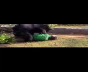 [50/50] Bear climbing a tree extremely fast [SFW] &#124; Indian farmer gets his face eaten by a bear after attacking it with a machete [NSFW] from bear ki a
