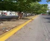 Gringo tourist in Mexico walks naked in the traffic median before being arrested; believed to be under the influence of some drug from mexico