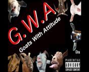 GWA - Goats With Attitude from ysb188qs2100 ccysb188 gwa