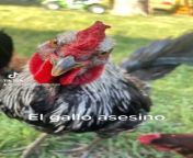 El gallo asesino from 10 sal ki ladki ki xxxeoajaleosla sex