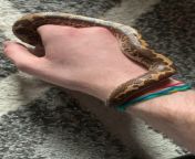 William Snakespeare Update... Movement is still looking good and he is much more active... hes back to himself really... his skin still needs a little healing on the points of impact but it is looking pretty good from but it is excluded video