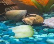Is the bottom/right snail a boy or girl? Do mystery snails mate male to male ever? from 12yer boy 15yer girl sexadeshi xxx 3gp mp4 download comaranya ponvannan nude fake imagesa magi nude hot