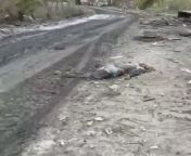 Ukraine war video : road kill incident - graphic warning from road kill
