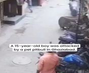 Young boy saved by a stray dog in Ghaziabad Pitbull attac prettyk from ghaziabad