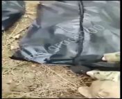 Ua pov Russian soldier shows a pile of bodybags with the bodies of his comrades. They open one bag and show what&#39;s inside. Very Graphic. Left bank of Kherson Region. from desi sexy bhabi open her saree and show boobs mp4