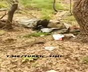 Video shows yet another failed ambush attempt from the pkk, the end showing leak the reality shining light on the fact that Turkish kills arent shown on the internet from turkish leak