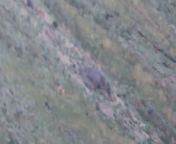 1150 mtr Shot video or the fallow buck for those who wanted to see the video. Bullet pinholed and blew dust up behind perfect double lung shot from gowthami nedu photosot sexeay shot video