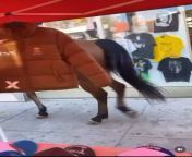 Pit-mix attacks LAPD horses in Melrose, California from 金沙萨怎么约找学生服务薇信1646224 lapd