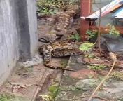 Video of snake seen in a school yard in one of Sputhern Thai provinces. from video actress snake