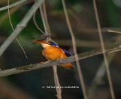 Blue Eared Kingfisher Bonking Fish &#124; South Jakarta (NSFW for violence) from south heroins blue films