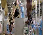 This is how a modern cow processing plant works from dolcett meat girl processing plant porn