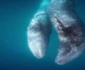 Two gray whales engage in a mating ritual from mating 2021