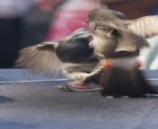 In this Assamese traditional sport, tiny bulbul are made to fight each other. This practice resumed after an eight-year ban from assamese sudasudi