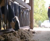Pail - A Short Film about the Dairy Industry - Graphic Content at End from japanese kiss 124 japanese romantic short film 2021