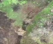 Ukrainian drone drops grenade on Russian trench, hitting RU soldier who gets tangled up in his stick-constructed hiding spot and cannot run away. Eastern Ukraine; village of Mariinka, Donetsk Oblast. from jabardasti real rape land in village of hiding june chudai bald wali