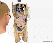 Human Anatomy in Virtual Reality: The Liver from human anatomy dissection 25