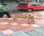 NSFW/GRAPHIC - 07/08/2017: Pit bull attacks a stray dog. Nearly kills it because incompetent owner doesnt know how to handle his fighting dog. This was a hard watch. Especially seeing how useless everyone is. Where was the sense of urgency? The violent a from this was strangely attractive mp4