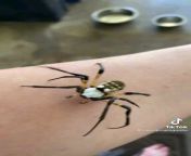 Orb Weavers are terrifying in real life! Video is not mine! from enga wabag koap life video