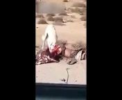 [50/50] Dog Eating A Dead Body (NSFL) &#124; The Beautiful Mountains Of Switzerland (SFW) from indian beautiful dead body pos