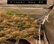 Please, enjoy my shaky hands video of my pretty girls at Flower Day 60. 2 mamas - Cherry Pie &amp; GSCExtreme.. an a teeny SOG pot of clones for fun. Experienced Growmies: Thoughts on if Im close to harvest? from wet shart video of indian collage girls