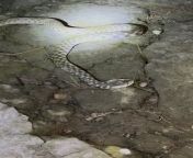 Video sent from village in Bangladesh (Sylhet). I think its a checkered keelback. Can anyone confirm? from hijras video panjabi song village bhabi