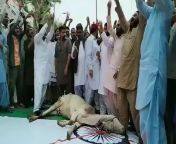 Graphic warning. Pakistanis slaughtering a cow on the Indian flag to own and insult India on its independence day. This is not a normal society. They are a stain on this planet. They do not deserve our taxes or any foreign aid. from Imam Of Peace tweet. from indian desi aunty pissing cool girl india