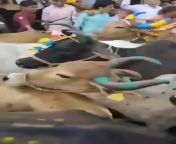 A centuries-old religious ritual in India where people lay in the road and allow a stampede of decorated bulls to run over them in order to &#34;please Lord Shiva&#34;. from india full suhagrat xvideo in 3gp