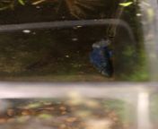 HELP betta jumped out of the tank and its not moving from it s yinbigo