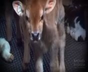 Investigation exposes how dairy calves are treated in Australia from slight annual 5166