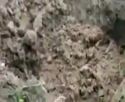 Antelope shot and buried alive in Bihar, India from www xxxx wep in bihar