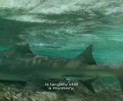 A rare video of shark giving birth. Pregnant sharks often go to shallow waters for giving birth and safety from large predators from natural birth
