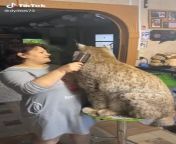 siBeRiaN TyGeR mAuLs iNnOceNt wOmaN and dEcapItAtEs mAnS HaND!!! from siberian mousse nudeonalis