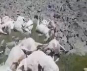 One lightning strike instantly killed 530 sheep. It all happened in Georgia on Mount Didi Abuli, lightning killed all the sheep at once on the pasture. The shepherd lost consciousness, but remained alive. from raiko lightning